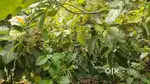 15 Acre agriculture land for sale near chat road, pnaikadu pirivu