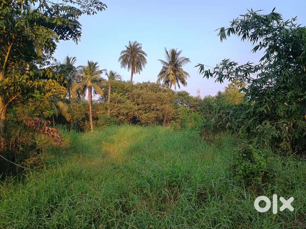 2 Bigha Land For Sale In Dankuni