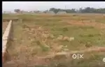 Residential gharbadi plot sale near phulnakhara square