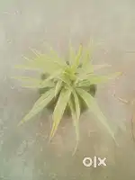 Spider plant