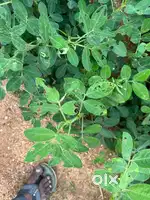 Agri 5acres sale