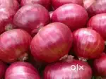 Onion for Sale