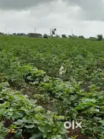 Land For Sale (જમીન વેચવાની છે)