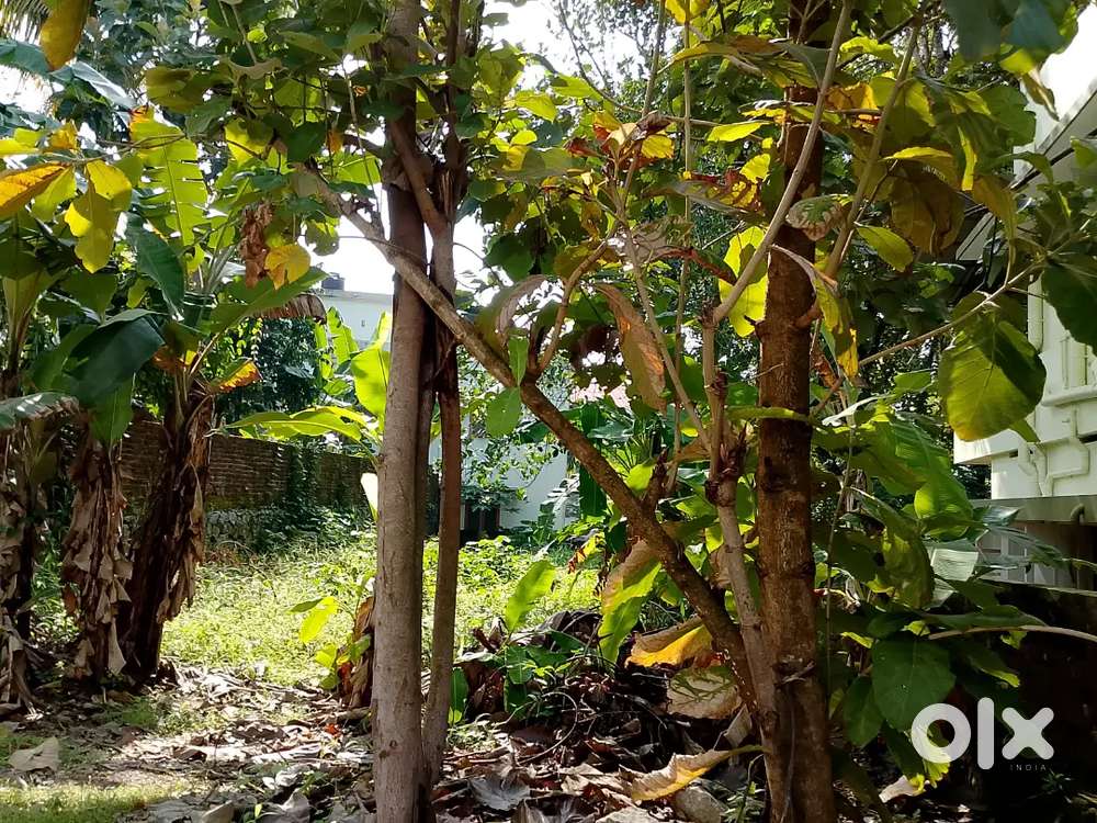 PTP  Vettamukku kattachal Road 5 Cent Per Cent 8.5 Lakhs Karabhumi