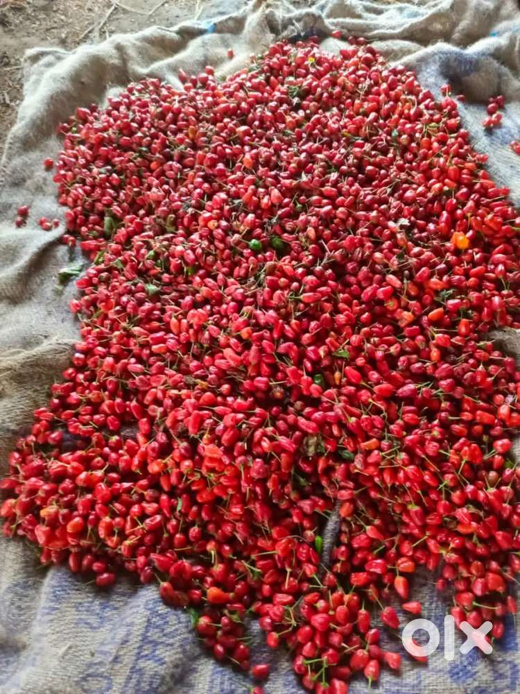 Land in assam 4 biga for sale distict cacher