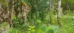 20 cents of Land for sale