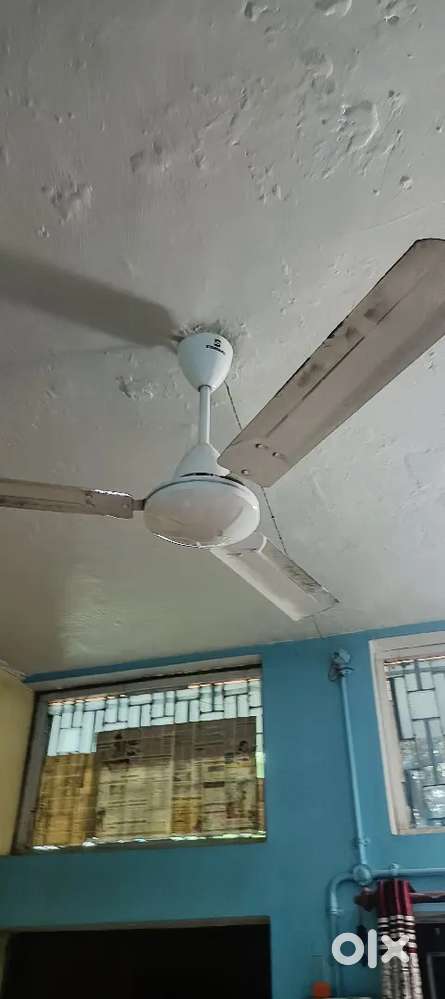 All fans ,Usha, Havells fans best condition 9 fans (per fan 900  price