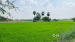Agricultural Land for Sale in Gingi, Villupuram (SR Kundrathur)
