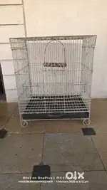 Birds Cage