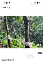 Rubber tapping labour