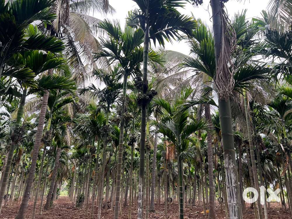 3.5 acre ready thota for sale