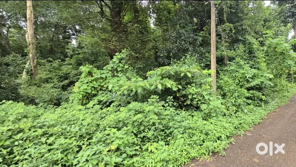 COMPOUNDED PLOT WITH SANAD LOAN POSSIBLE AT NACHINOLA NEAR MOIRA GOA