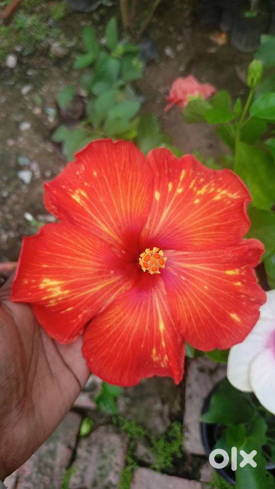 Gardening service (Malli)