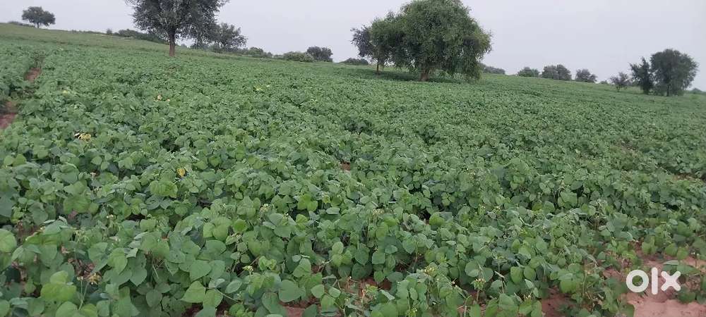 Sherda gawr sale  agriculture land