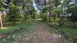 24 Cent Premium Plot Near Karukutty Apollo & Chola Resort investment