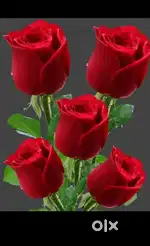 I Need to Personal Secretary Only Female it's urgently