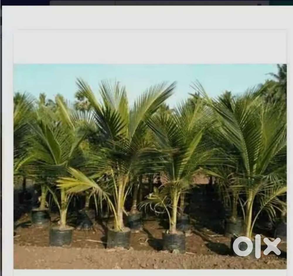 87 cents land near burugupudi 65 Lakhs