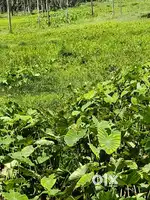 40 cent paddy field for sale