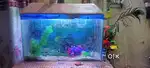 Aquarium fih 3500