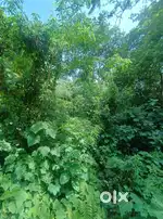 10 katha land , 900m inside bordua highway, Raidongia