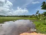 Paddy field