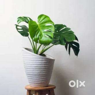 Large Indoor Plant with Pot Live (Monstera Deliciosa)