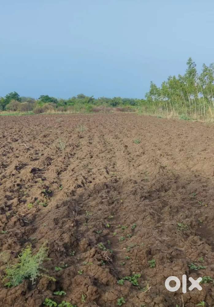 Juni sarat Agriculture land