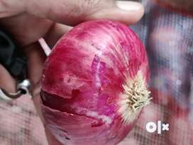 Grade A Onion