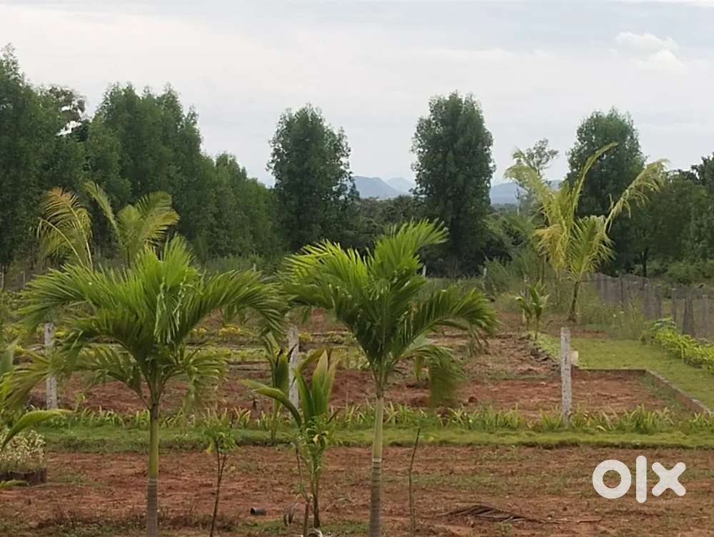 EVERGREEN HOMES... Leisure and luxury nature