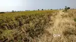 7 acres of agriculture Land in shahabad