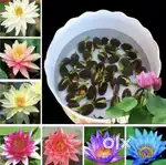 Lotus Flower Seeds