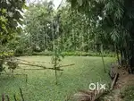 Borah House & plot