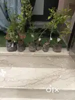 Delivery executive