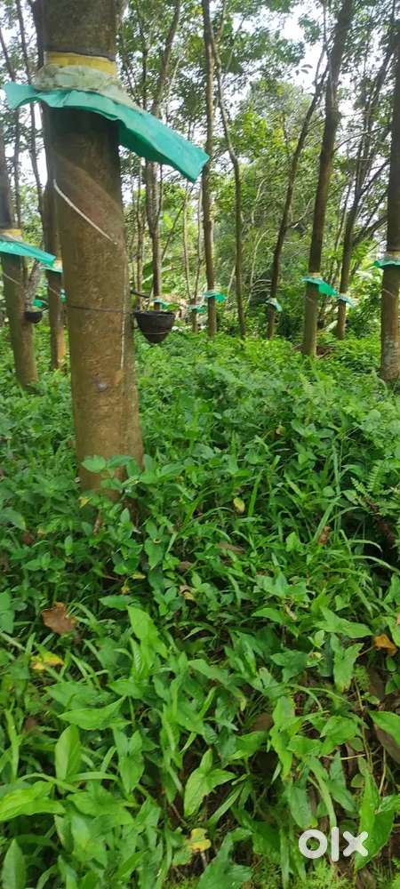 42 cent  residential land at Thumpamon Thazham,  near Ambalakkadav jn.