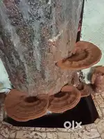 Gondorama Mushrooms