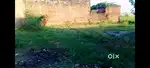 2380sqft plot h ramnagar link road rate only 410