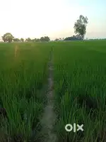 Jameen bikau hai