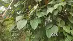 6 Acre agriculture land for sale in kodaikanal mountain range