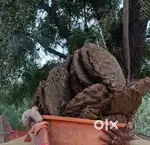 Kande churma bati ke liye
