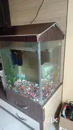 Unique Premium Vertical Fish Tank with Free Accessories