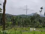 50-Cent Homestay Land for Sale in Nedumbala, Wayanad