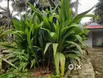 Coconut plants