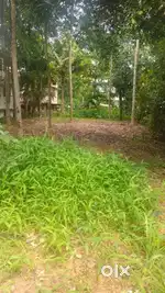 250 ACRES LAND SALE IN KANJIRAMKULAM