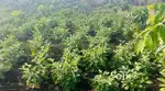 LOTUS AGRO FARMING Yearly Income upto 5 years..