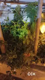 PLOT FOR SALE,HOUSE, AT NANDYAL URBAN DIST AT KOTHAPALLI VILLAGE