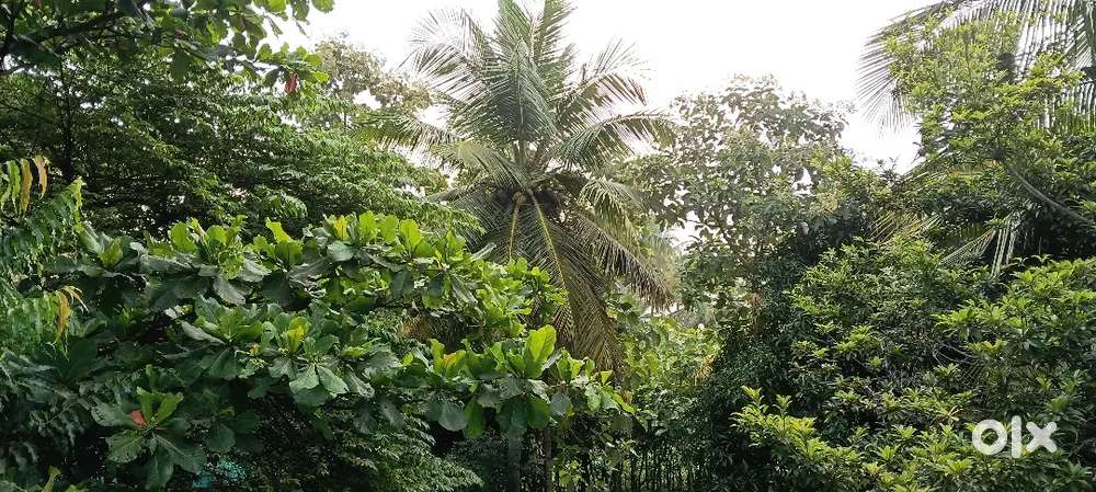 1Acre 57 Cents of Farmhouse for Sale @89 Lakhs total