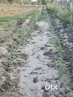 Land for sale jaitpur khurd 9.25 bigha lag bhakh hai