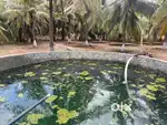 Coconut farm/ farm land