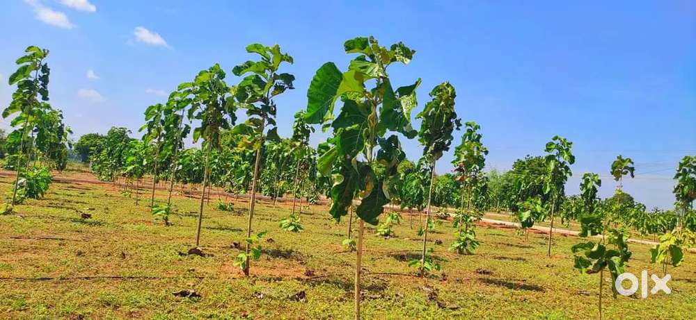 கிணத்துக்கடவில் தென்னை மரங்களுடன் பண்ணை நிலம் விற்பனைகள்