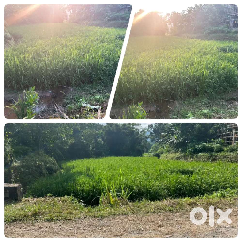 Paddy field (Pynthor kba)